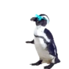 Pinguins fofinhos  27