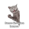 🐱🐈‍⬛🐈 Michis 🐈🐈‍⬛🐱 13