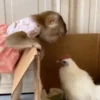 Macaconhildo 26