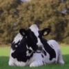 VACA Shitpost  7