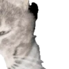 Gatinho dançando  12