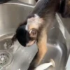 Macaconhildo 20