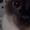 Kucing lucu cute 11