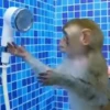 Macaconhildo 6