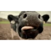 VACA Shitpost  9