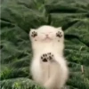 Gatitos pa tu Chat 4😹😻 7