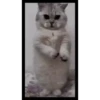 Gatinho dançando  11