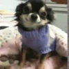 Cachorrinhos 10