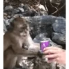Sapecagens 18