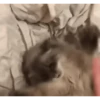 Animados Gifs Pets 22
