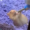 Animalito gracioso 11