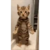 Gatinho dançando  10