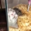 Animalito gracioso 9