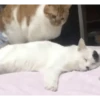 Animados Gifs Pets 14