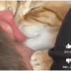 Animados Gifs Pets 21