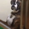 Gif de cachorros 🐶🤣 5