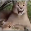 🐈‍⬛GIF-s FLOPPA-s🦎 6