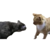 🔥 Tiktok ✨ viral 4🔥 19