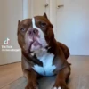Perro chistoso random animado 10