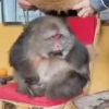 Macaconhildo 17