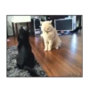 Michis peleándose 🐾🥊 14