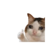 🐱🐈‍⬛🐈 Michis 🐈🐈‍⬛🐱 10