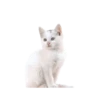 🐱🐈‍⬛🐈 Michis 🐈🐈‍⬛🐱 14