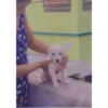 Sukritisdoggo 19