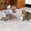 Macaconhildo 9