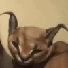 🐈‍⬛GIF-s FLOPPA-s🦎 8