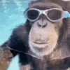 Macacos ✅️ 12