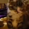 Kucing lucu cute 7