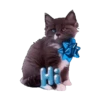 🐱🐈‍⬛🐈 Michis 🐈🐈‍⬛🐱 12