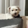🔥Pedro🎵Tiktok R.Viral #3 💥 7