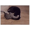 Michis peleándose 🐾🥊 11
