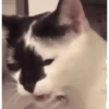 Animados Gifs Pets 23