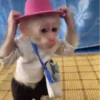 Macaconhildo 16