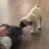 🔥Pedro🎵Tiktok R.Viral #3 💥 6