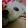 Sukritisdoggo 23
