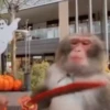 Macaquinhos reações  8