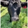 VACA Shitpost  11