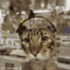 Gatinho dançando  20