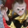 Macaconhildo 21