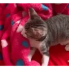 Animados Gifs Pets 17