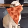 Gif de cachorros 🐶🤣 12
