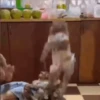 Monkey 8