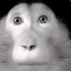Monkey 10