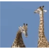 Sapecagens 5