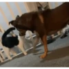 Animados Gifs Pets 7