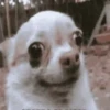 Cachorrinhos 11